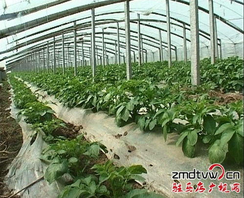 上蔡縣菜農蔬菜大棚育苗致富忙
