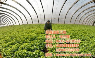 攜手朋霸溫室工程，共建高唐優(yōu)質(zhì)蔬菜大棚