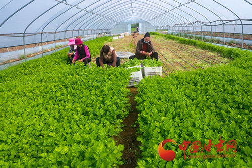 大棚里忙出幸福年——隴南武都蔬菜產業新春新景