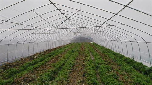 蔬菜溫室大棚建造,三種增加種植效益的套種方法