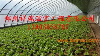 單體蔬菜大棚簡(jiǎn)易大棚設(shè)計(jì)建造商大棚配件銷售,單體蔬菜大棚簡(jiǎn)易大棚設(shè)計(jì)建造商大棚配件銷售生產(chǎn)廠家,單體蔬菜大棚簡(jiǎn)易大棚設(shè)計(jì)建造商大棚配件銷售價(jià)格