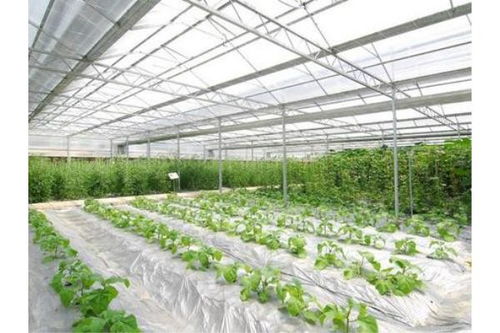 雁塔陽光板溫室大棚施工方案