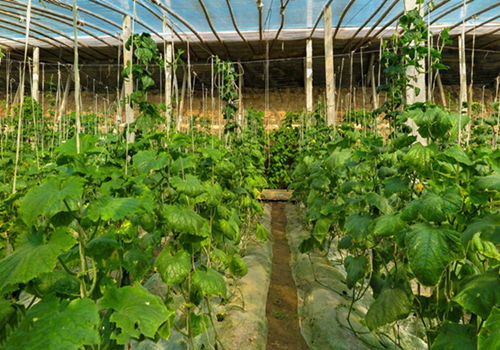 在建設蔬菜大棚應該注意的幾個因素是什么 作為菜農你知道嗎 一起來了解下吧
